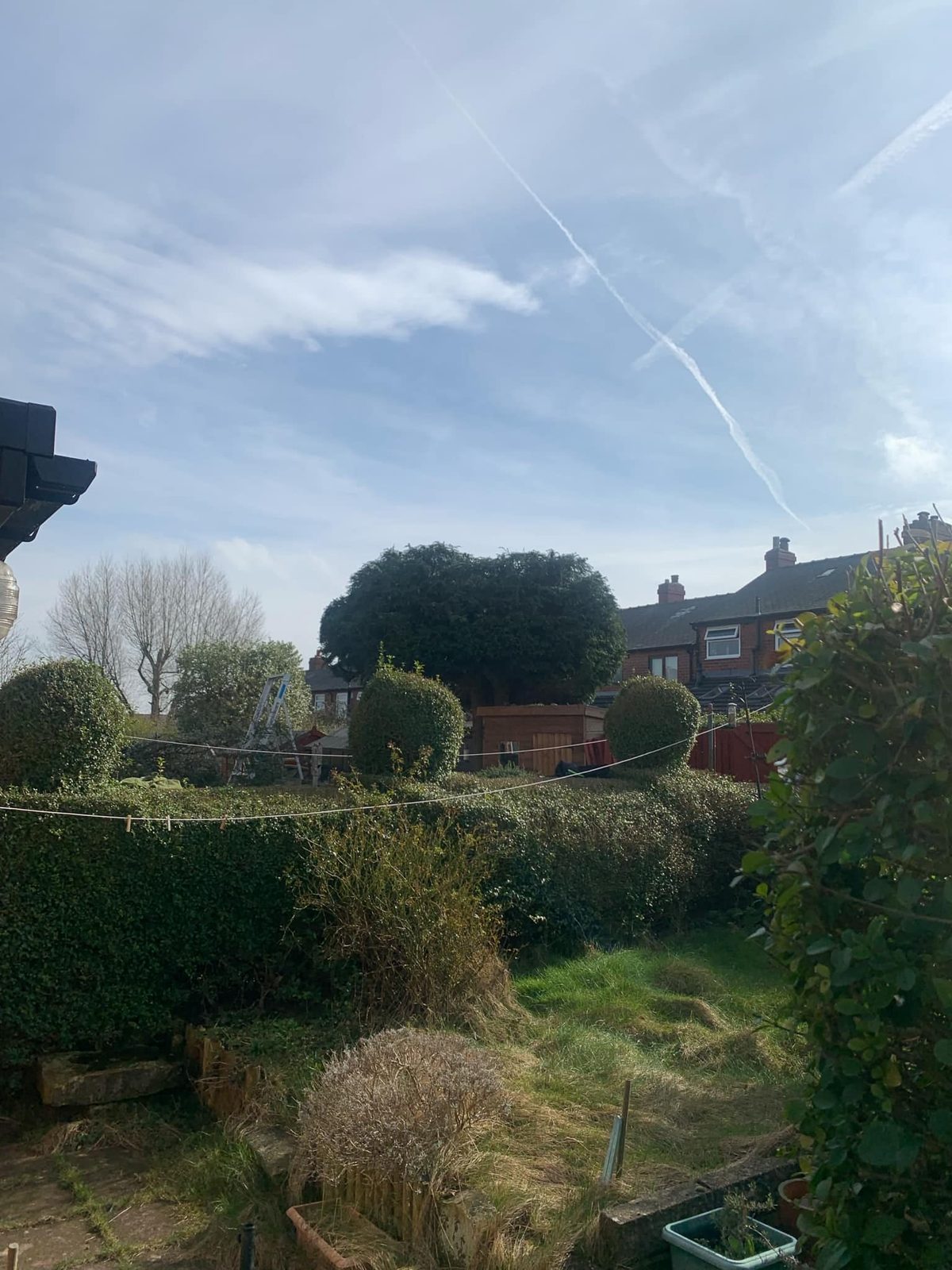 Tree and hedge reduction by Roebuck Gardening and Property Services