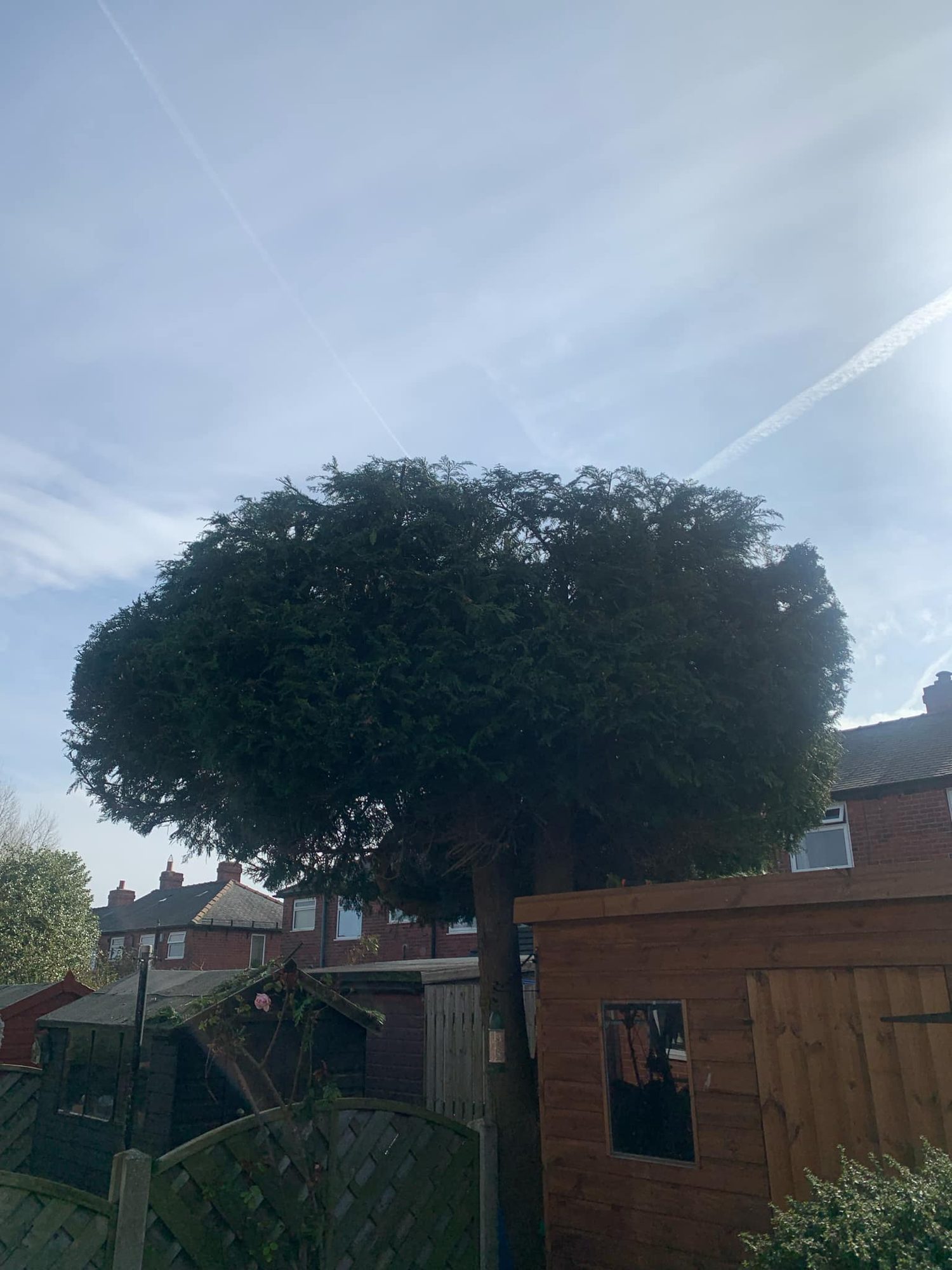 Small tree work by Roebuck Gardening and Property Services